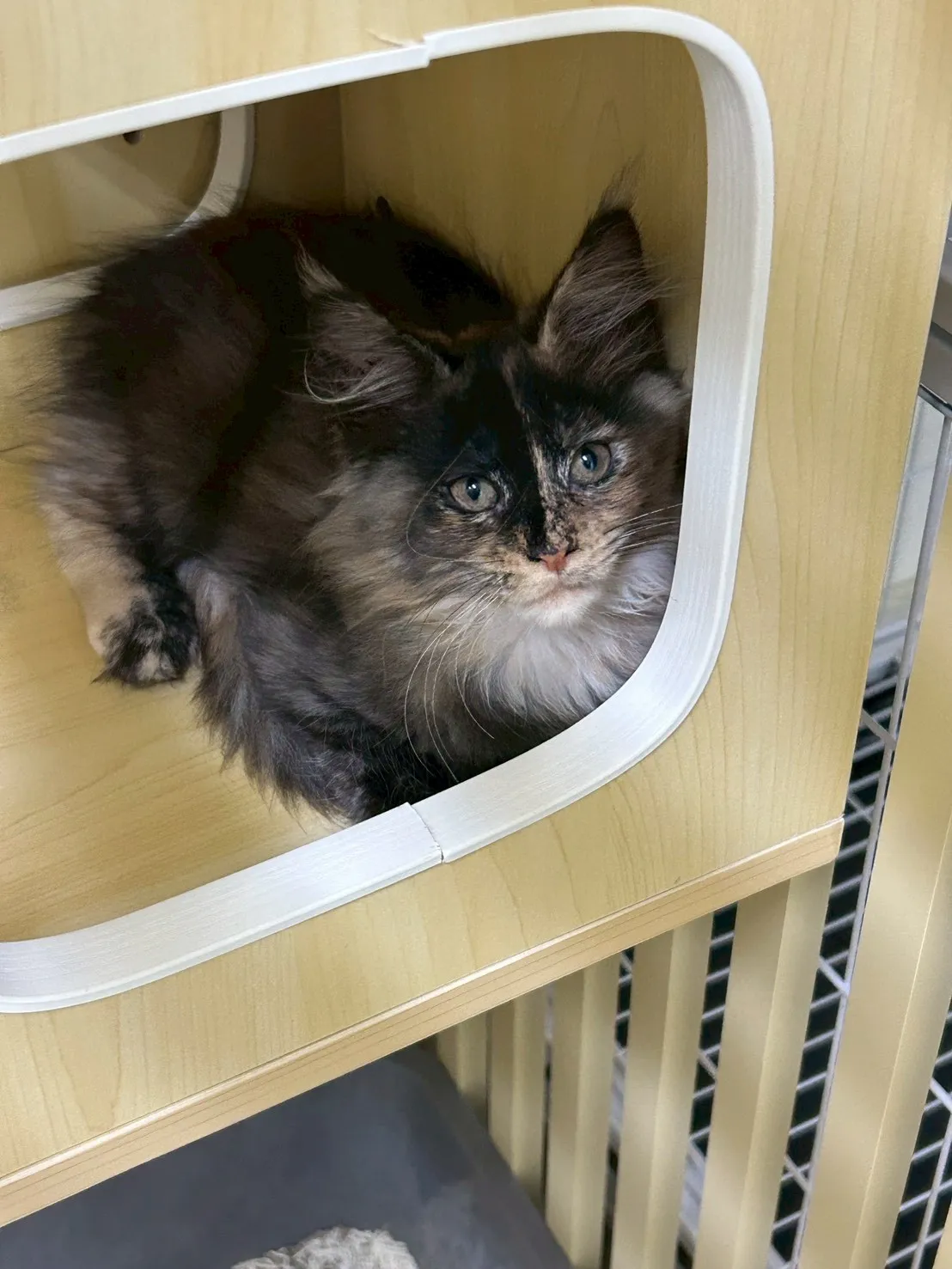 戴帽妹妹 114年9月9日生