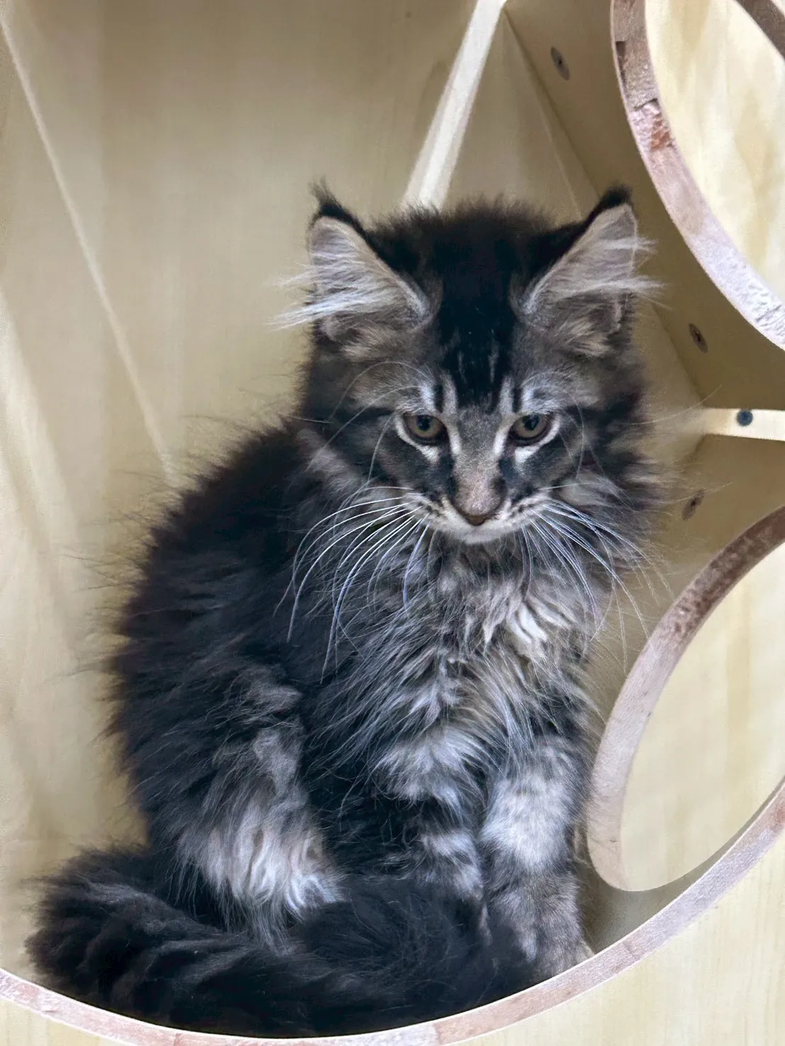 棕虎妹妹 114年9月13日生 