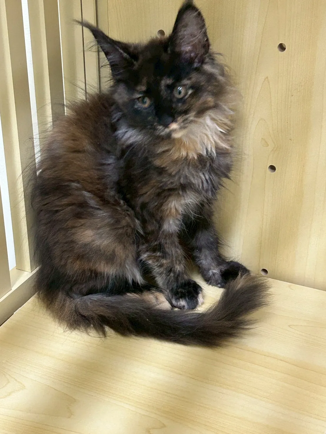 深戴帽妹妹 114年9月9日生