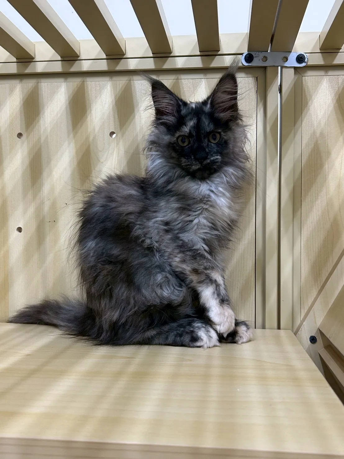 深陰影妹妹 114年9月9日生