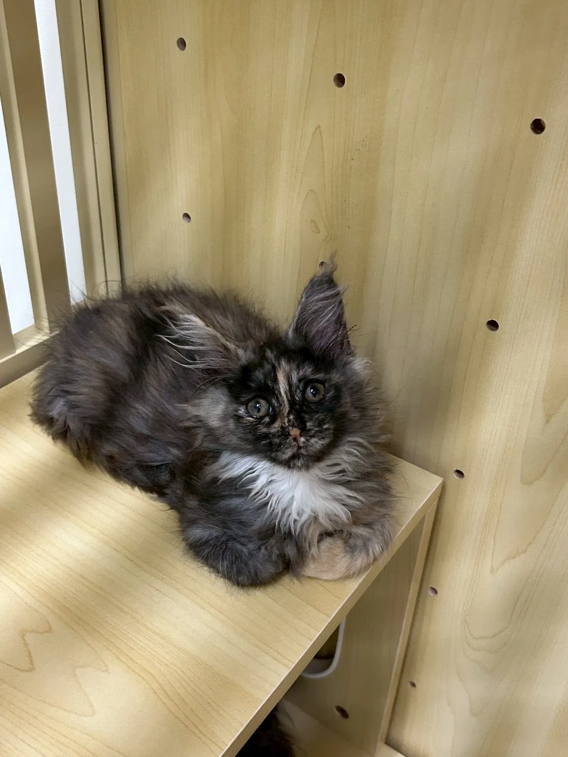 深三花妹妹 114年9月9日生