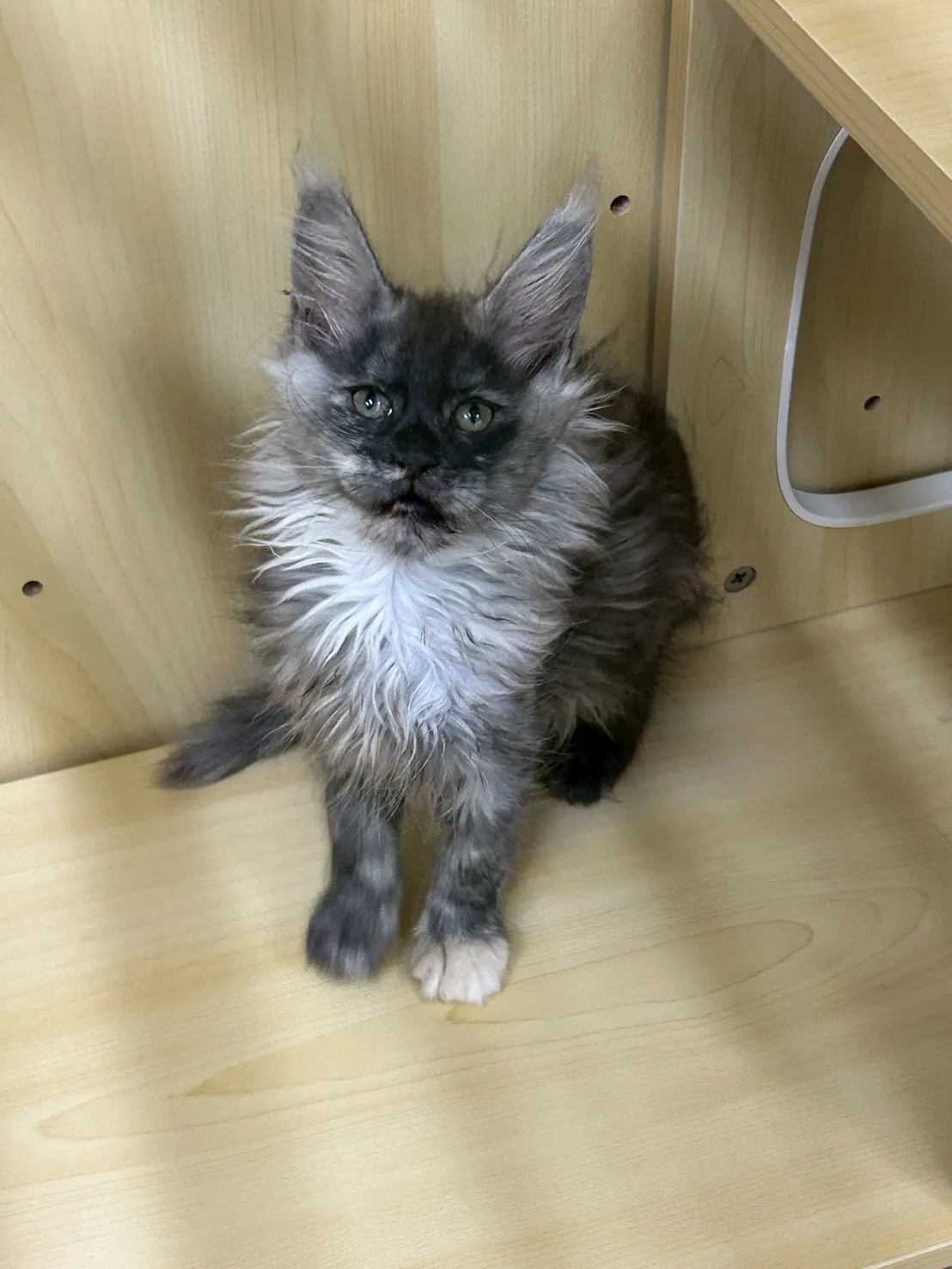 煙燻妹妹 114年9月9日生