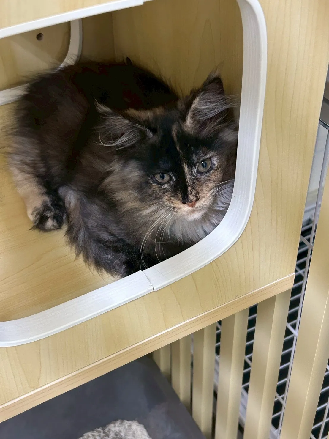 戴帽妹妹 114年9月9日生