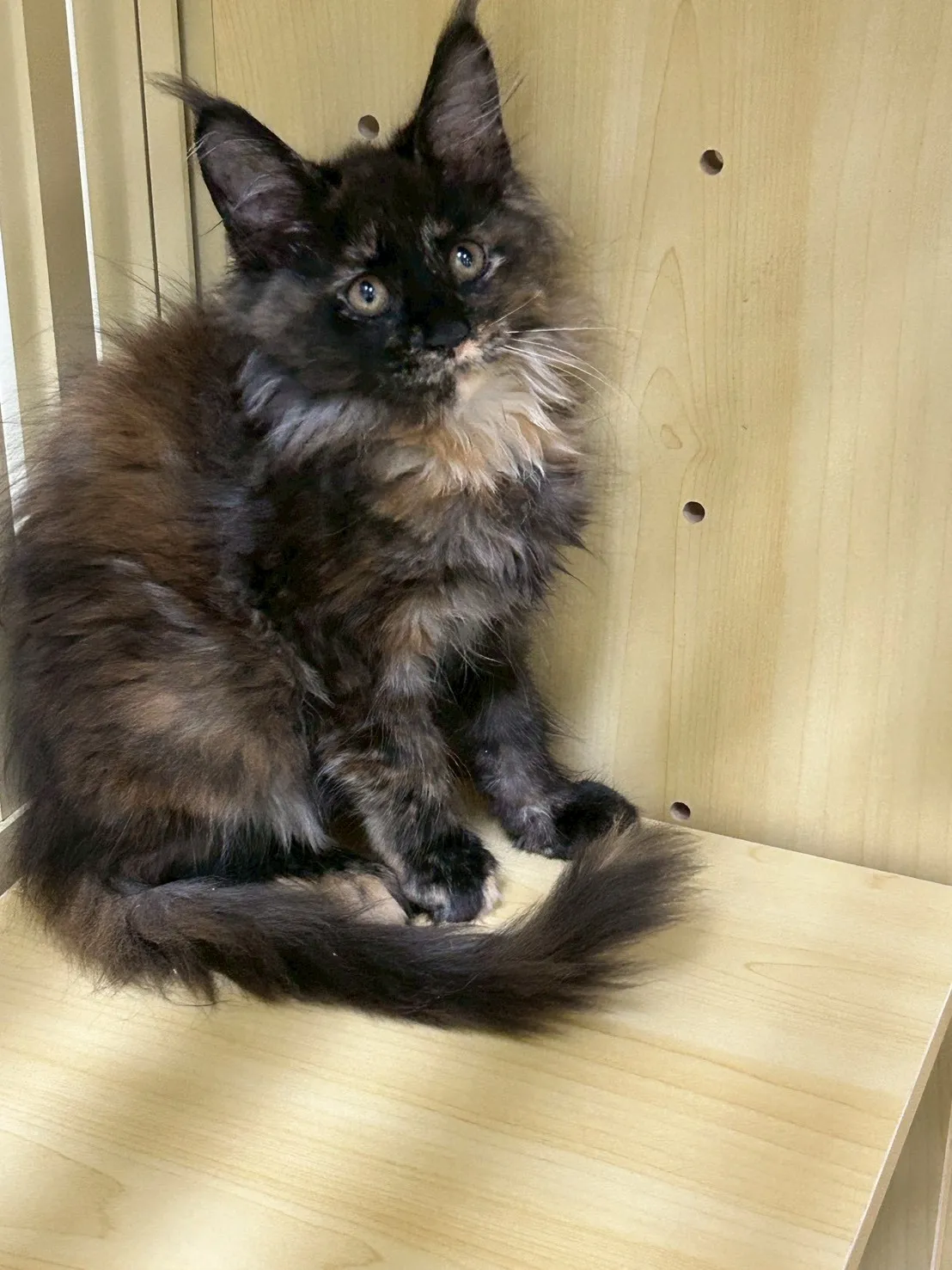 深戴帽妹妹 114年9月9日生