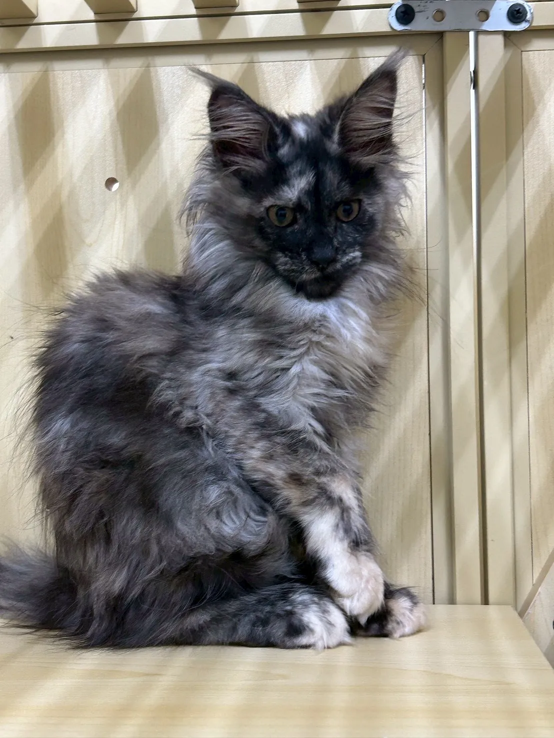 深陰影妹妹 114年9月9日生