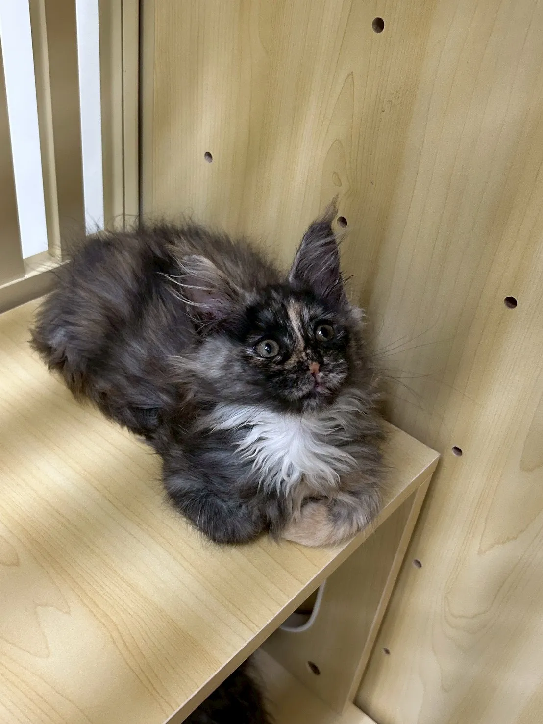 深三花妹妹 114年9月9日生