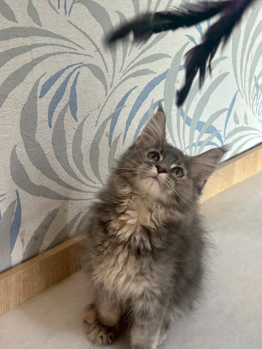 藍奶油妹妹 114年9月13日生