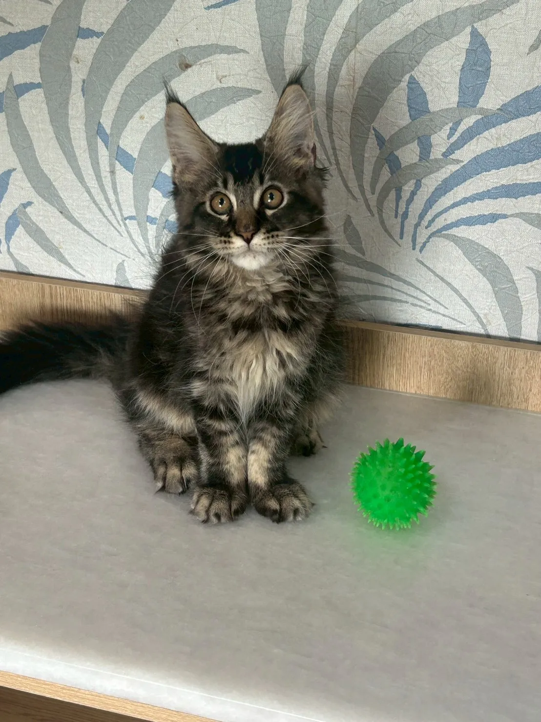 黑棕虎弟弟 1114年9月13日生