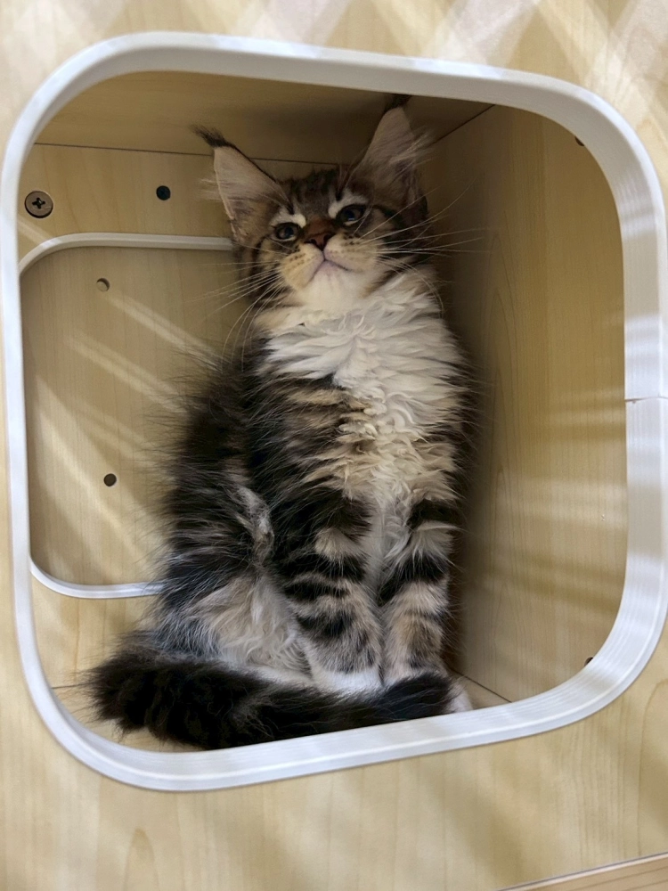 棕虎妹妹 114年9月13日生