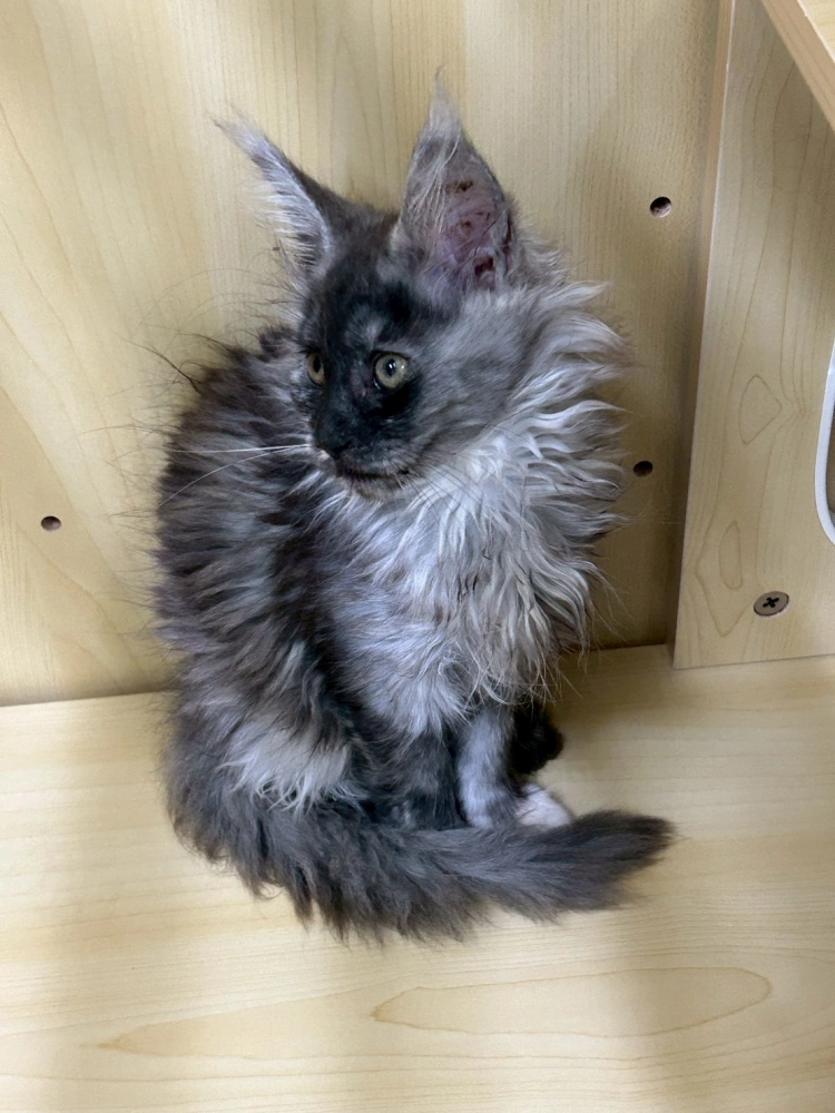 煙燻妹妹 114年9月9日生