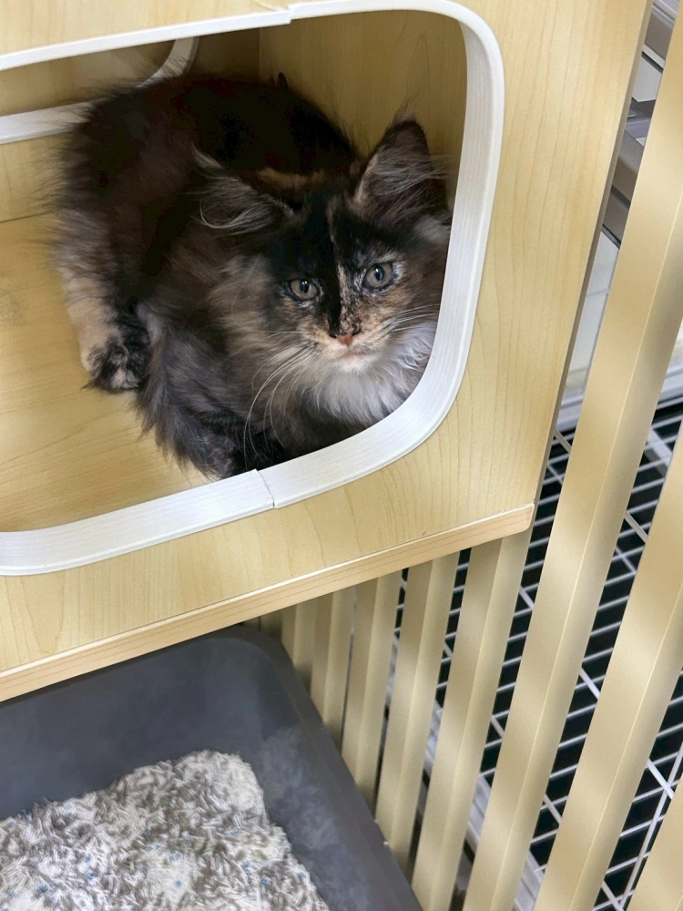 戴帽妹妹 114年9月9日生