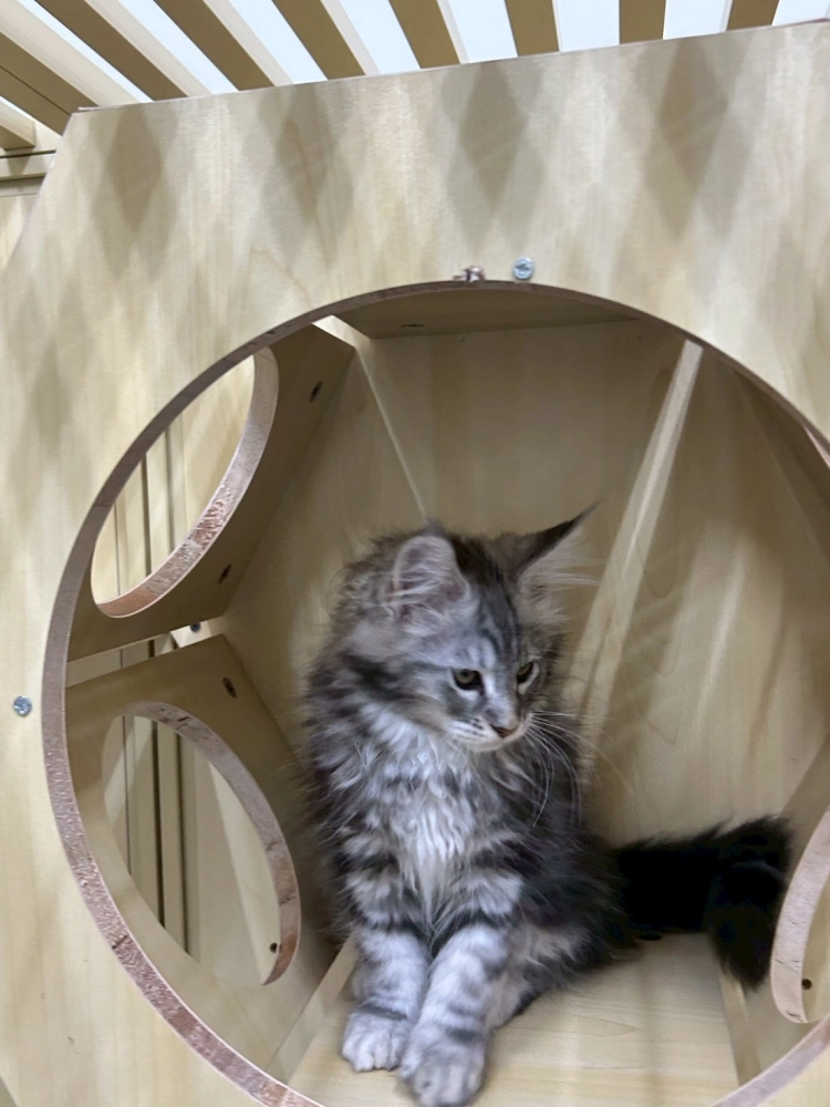 銀虎妹妹 114年9月13日生