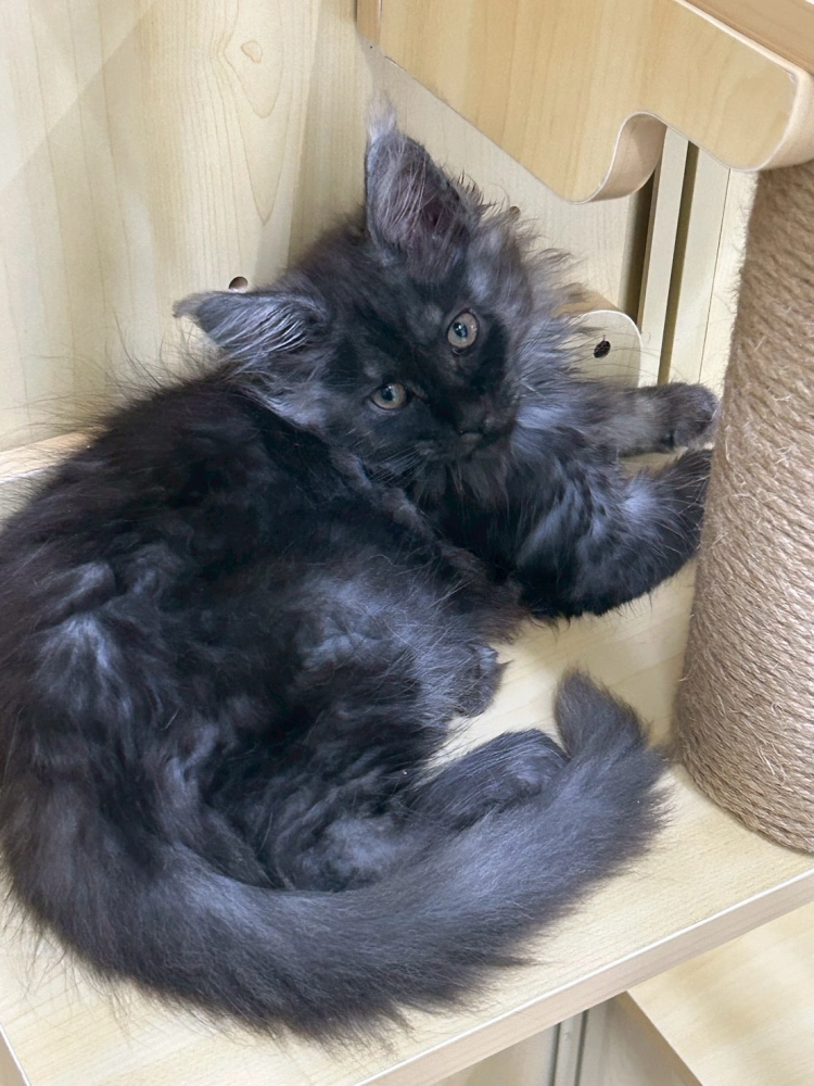 煙燻弟弟 114年9月9日生