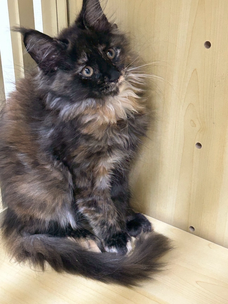 深戴帽妹妹 114年9月9日生