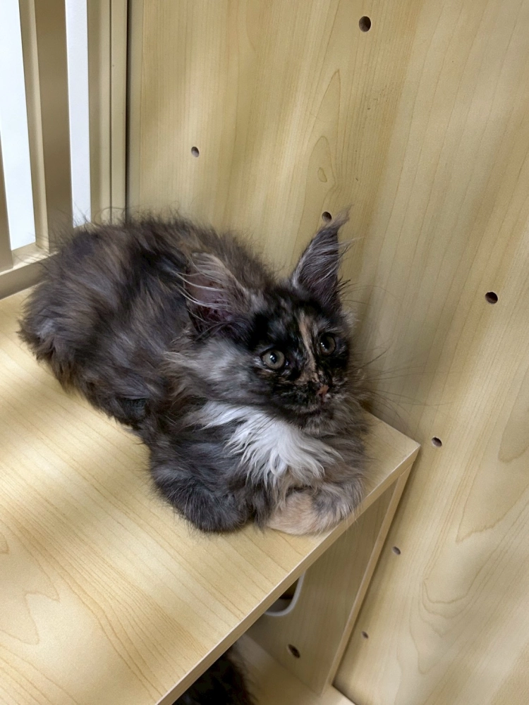 深三花妹妹 114年9月9日生