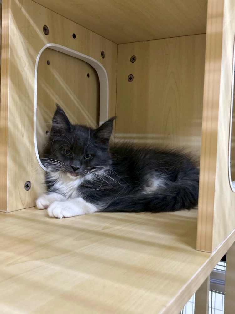 藍加白妹妹 114年9月13日生