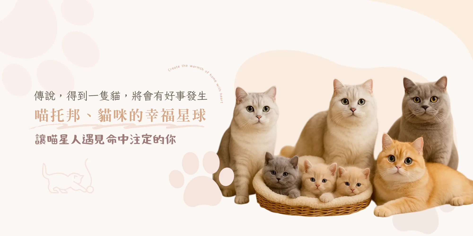 喵托邦貓坊-英短貓舍,貓舍,台中英短貓舍,西區英短貓舍