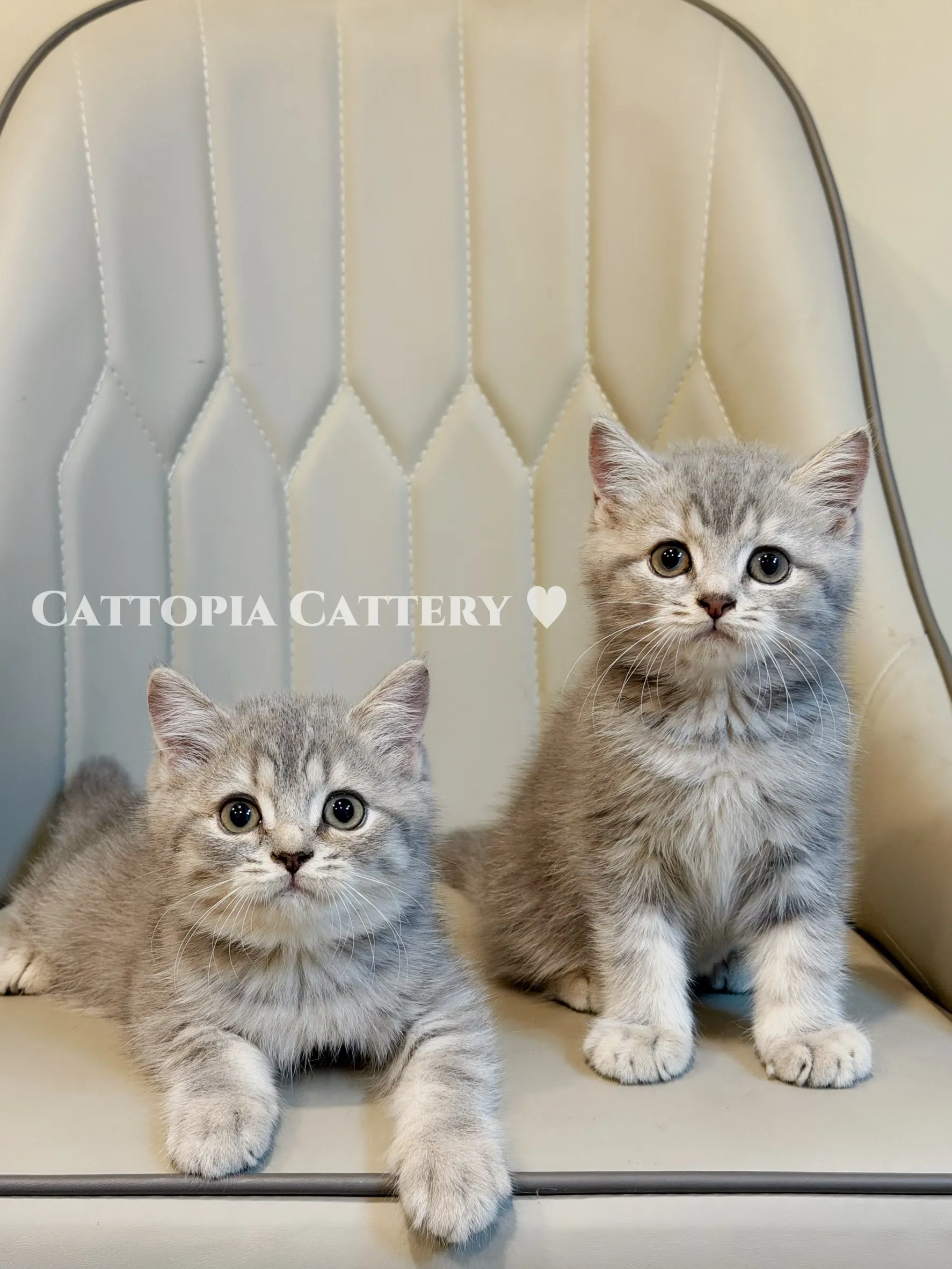 【已有家】英國短毛貓｜藍虎斑