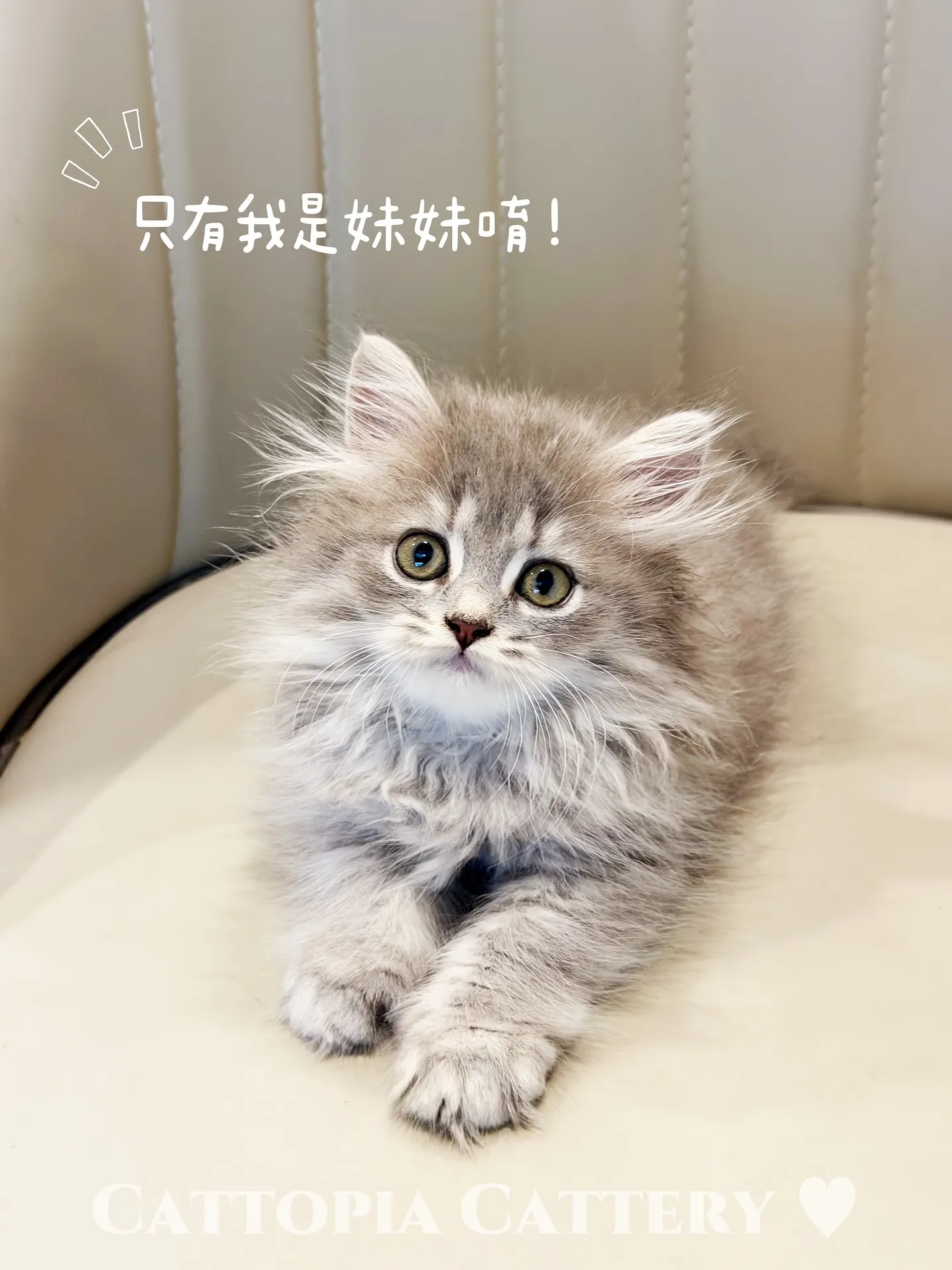 【已有家】英國長毛貓｜藍虎斑