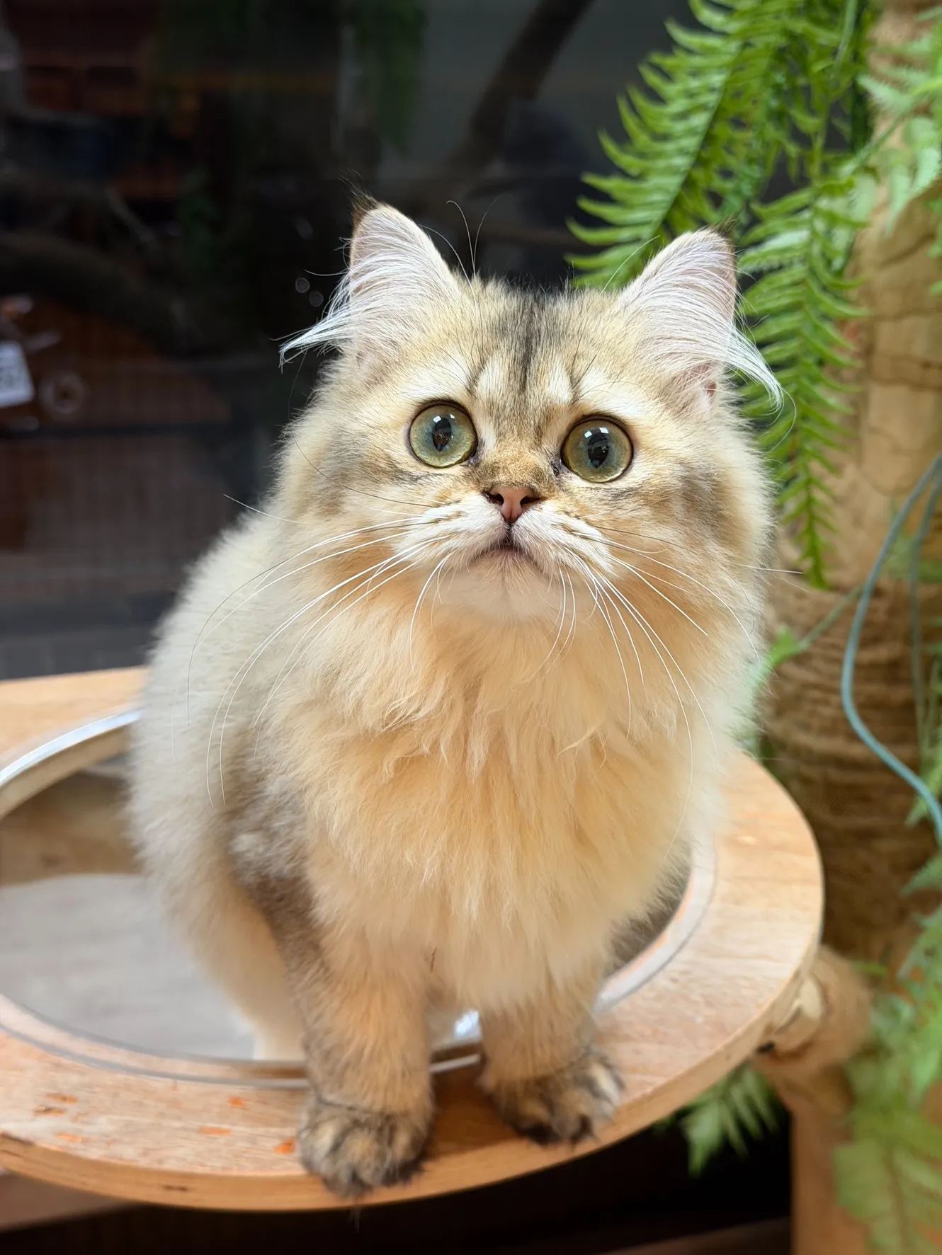 【已有家】 英國長毛貓 ｜黑金漸層