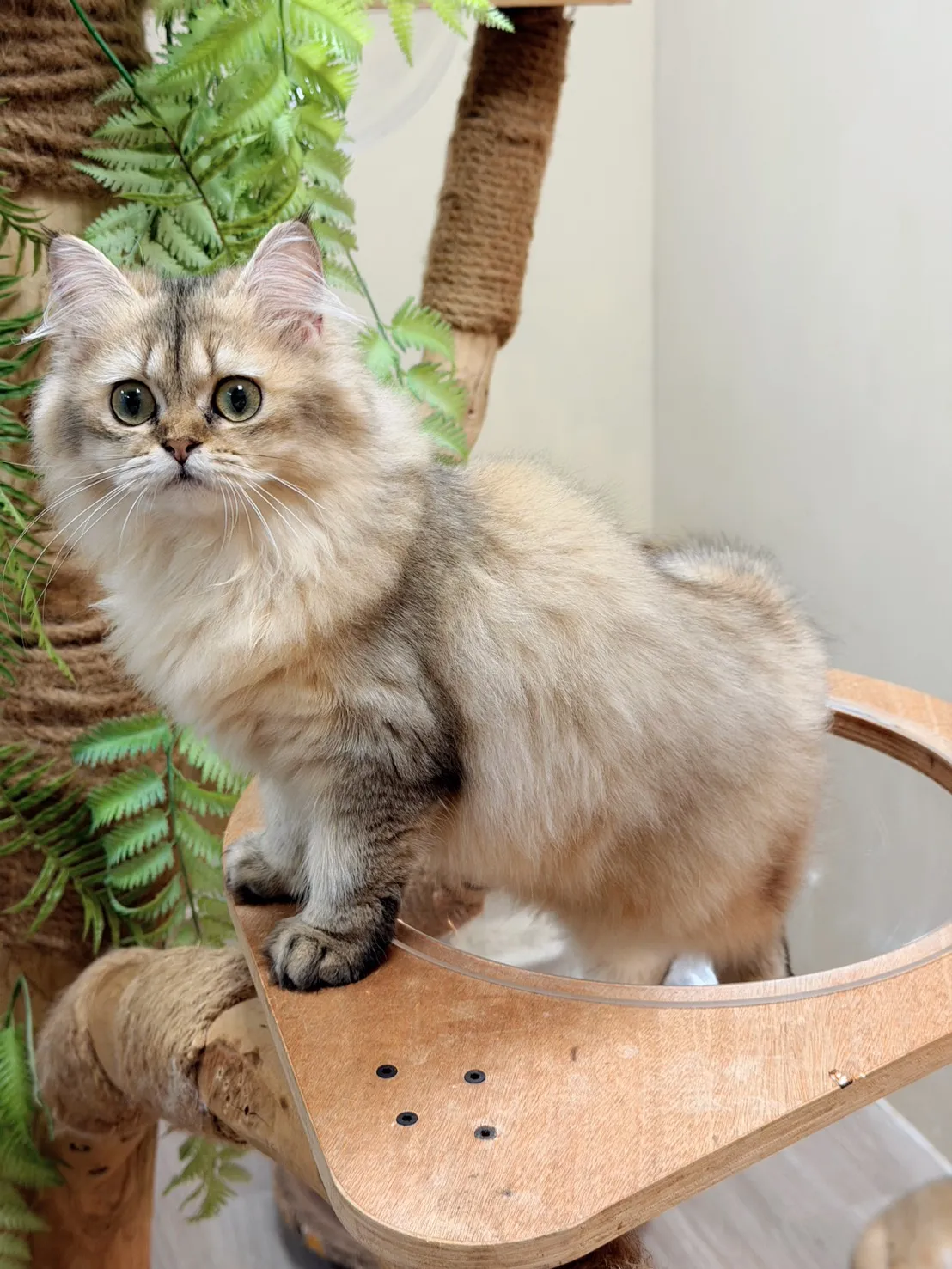 【已有家】 英國長毛貓 |黑金漸層