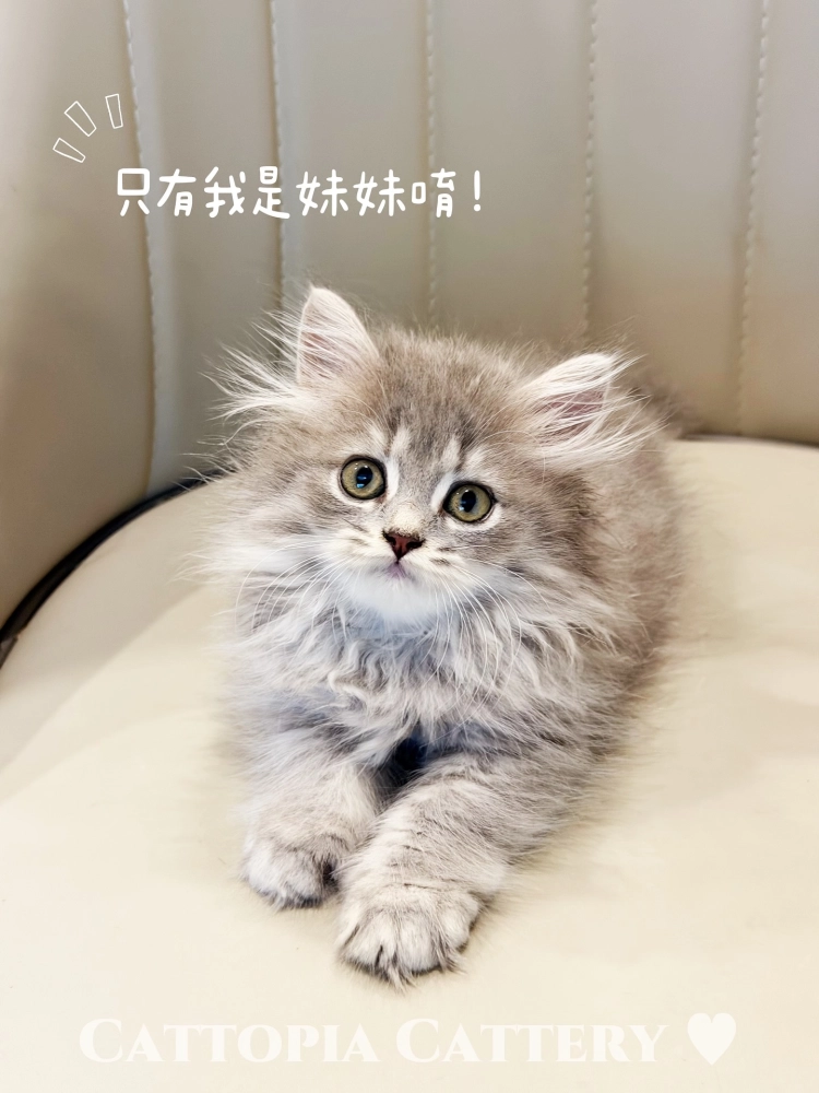 【已有家】英國長毛貓｜藍虎斑