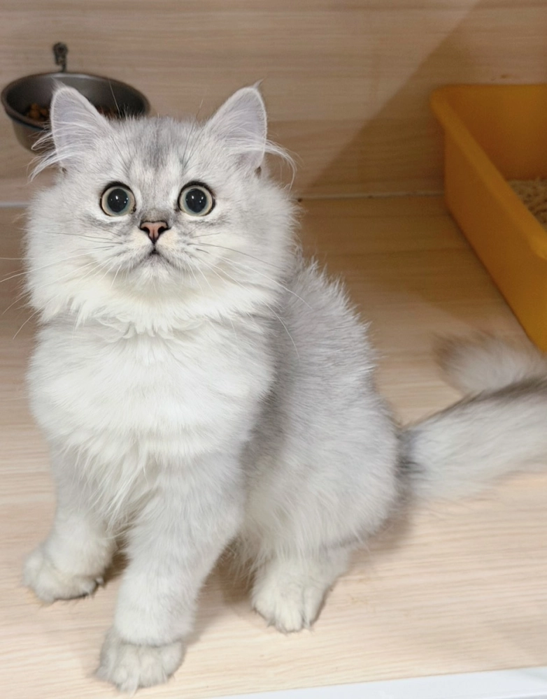 【找家中小貓】英國長毛貓｜銀漸層