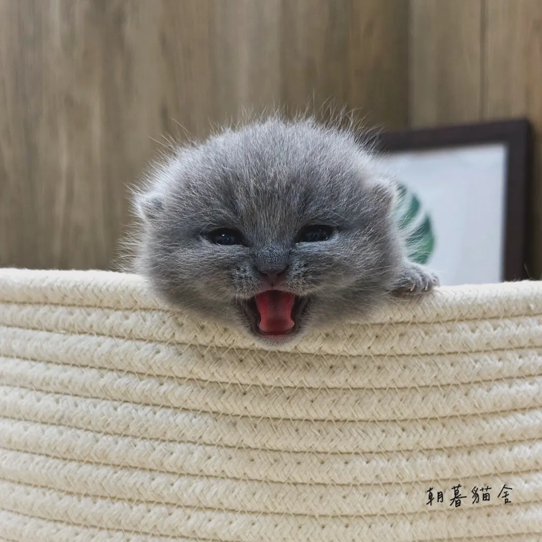 藍色曼赤肯｜曼赤肯