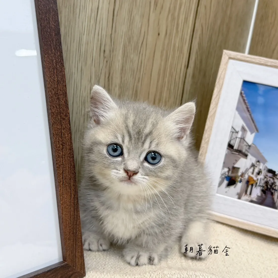 藍金虎斑｜曼赤肯