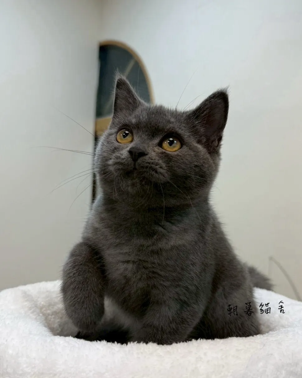 藍英短｜英國短毛貓