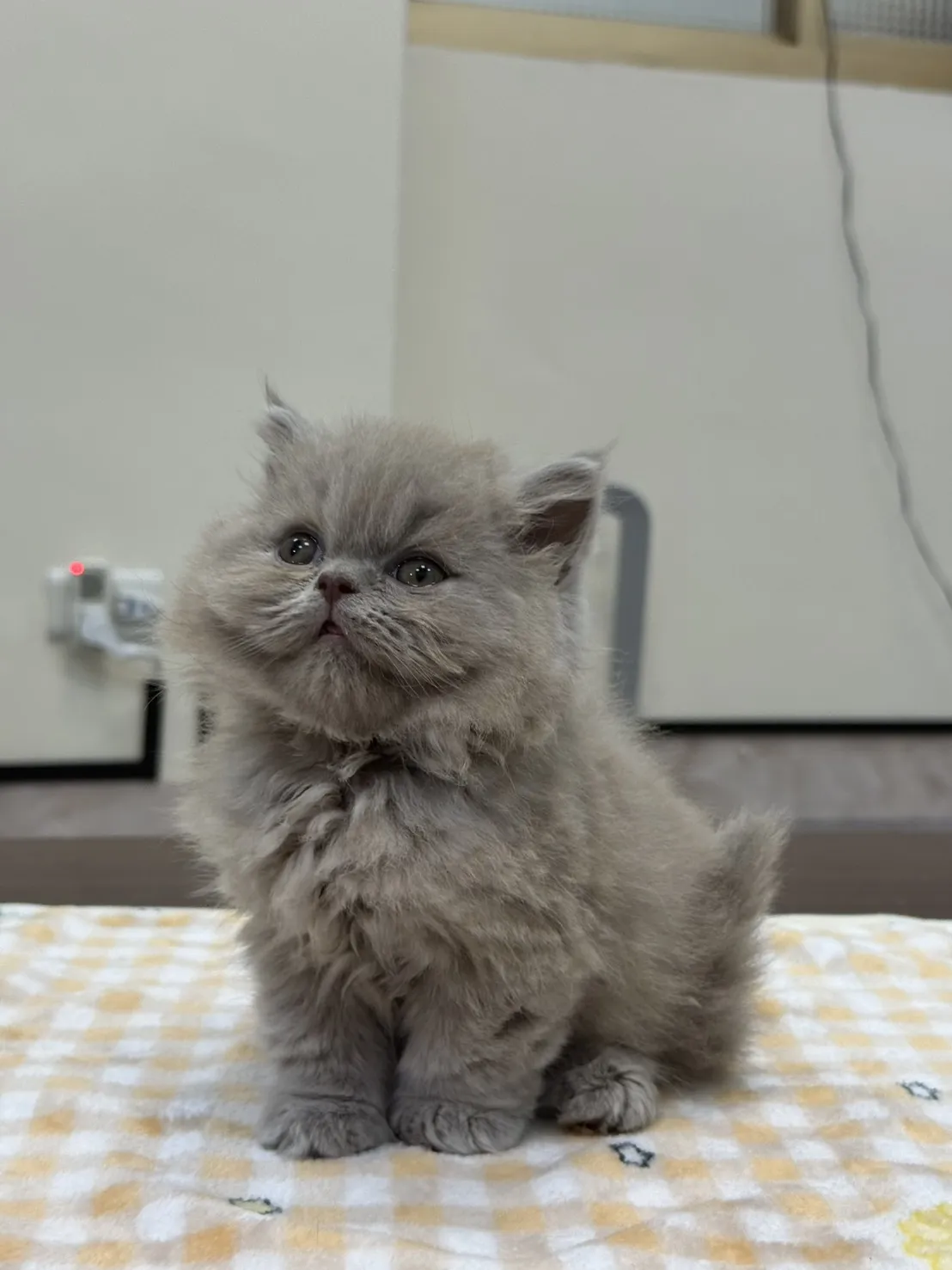 ｜紫丁香｜英長｜