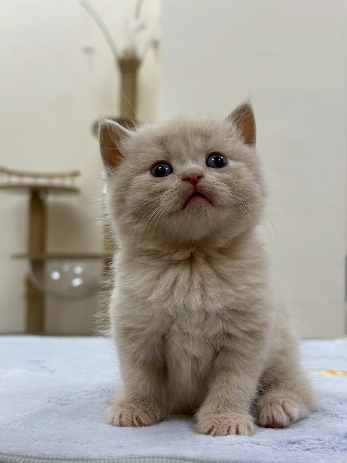 ｜奶油｜英短｜