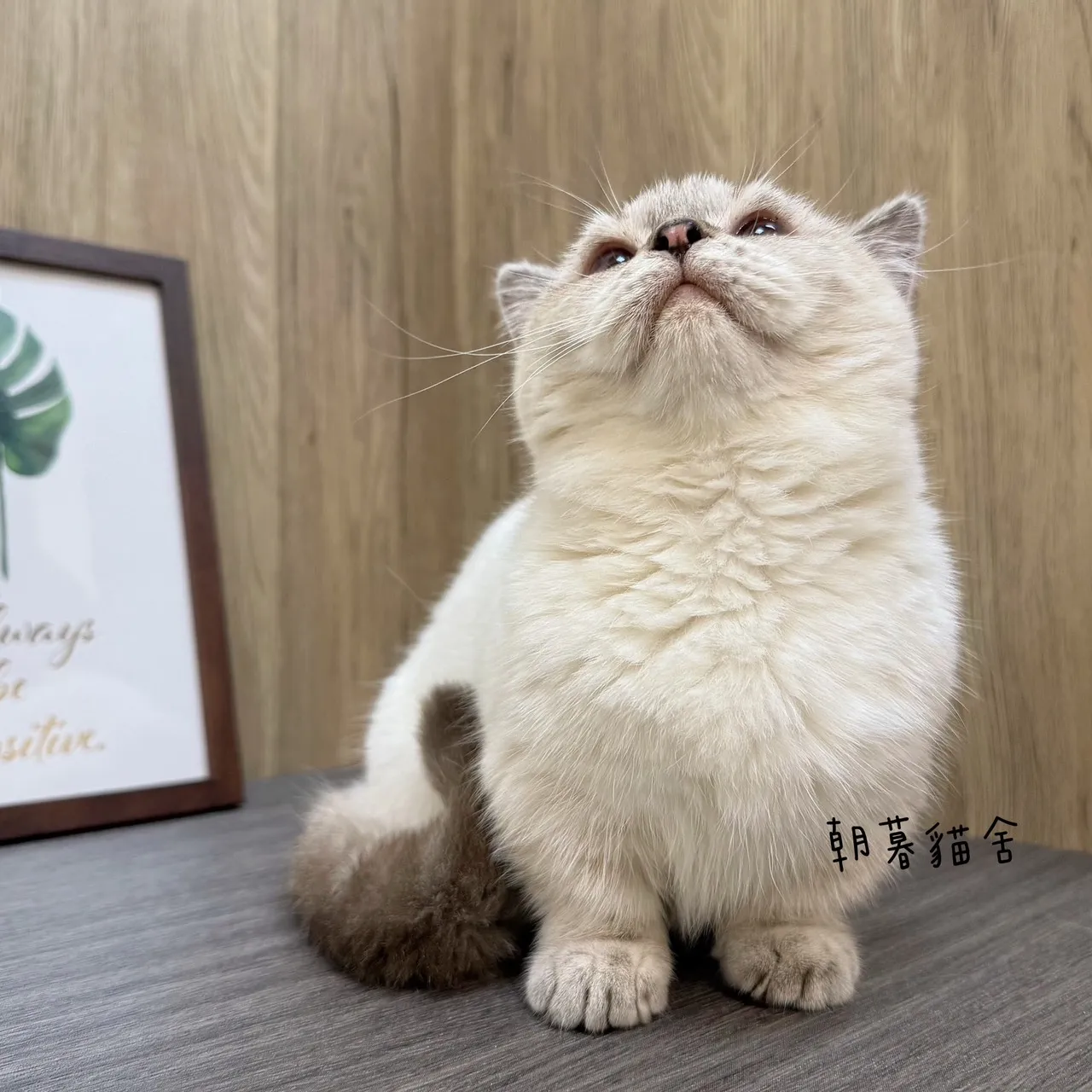 重點色曼赤肯｜曼赤肯