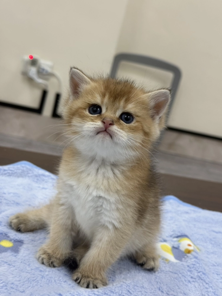 ｜金漸層｜英短｜