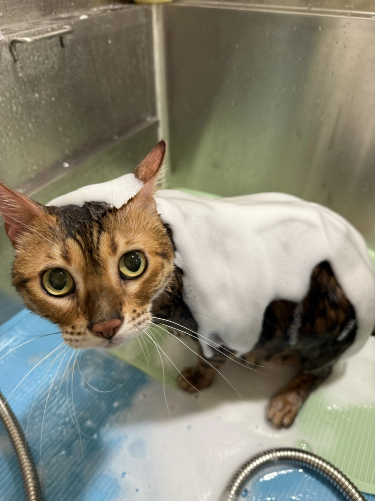 豹仔/孟加拉豹貓