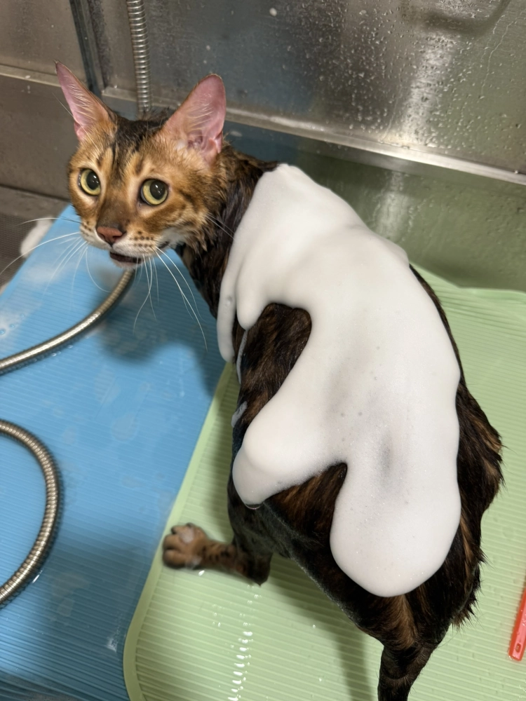 豹仔/孟加拉豹貓