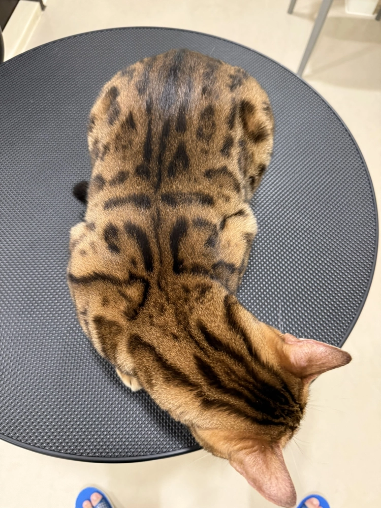 豹仔/孟加拉豹貓