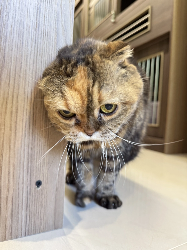 小菲子(摺耳加菲)