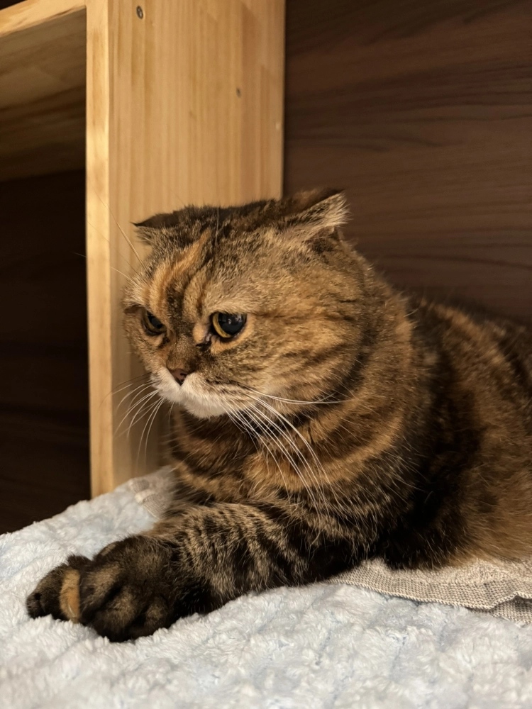 小菲子(摺耳加菲)