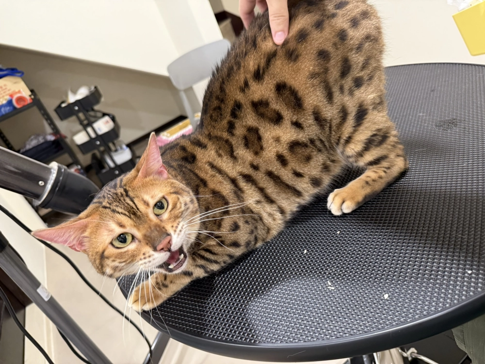 豹仔/孟加拉豹貓