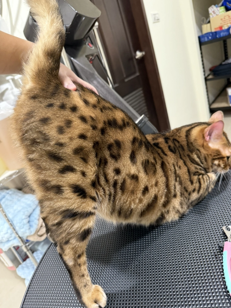 豹仔/孟加拉豹貓