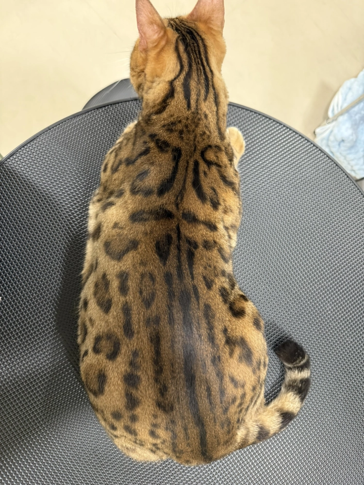 豹仔/孟加拉豹貓