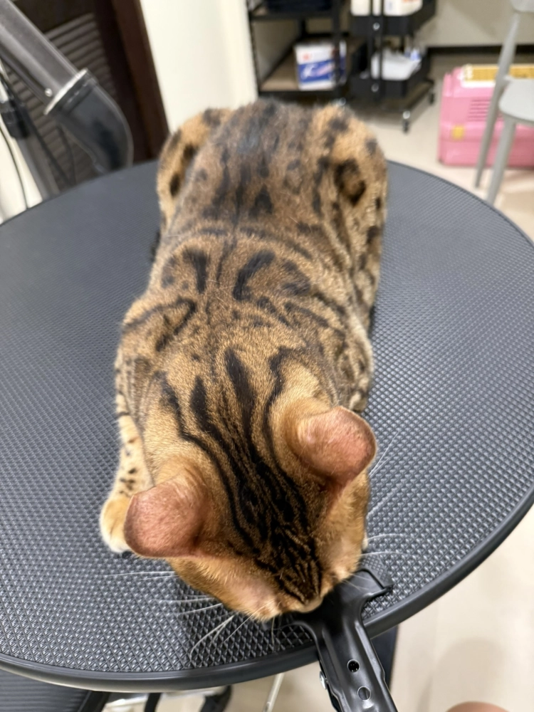 豹仔/孟加拉豹貓