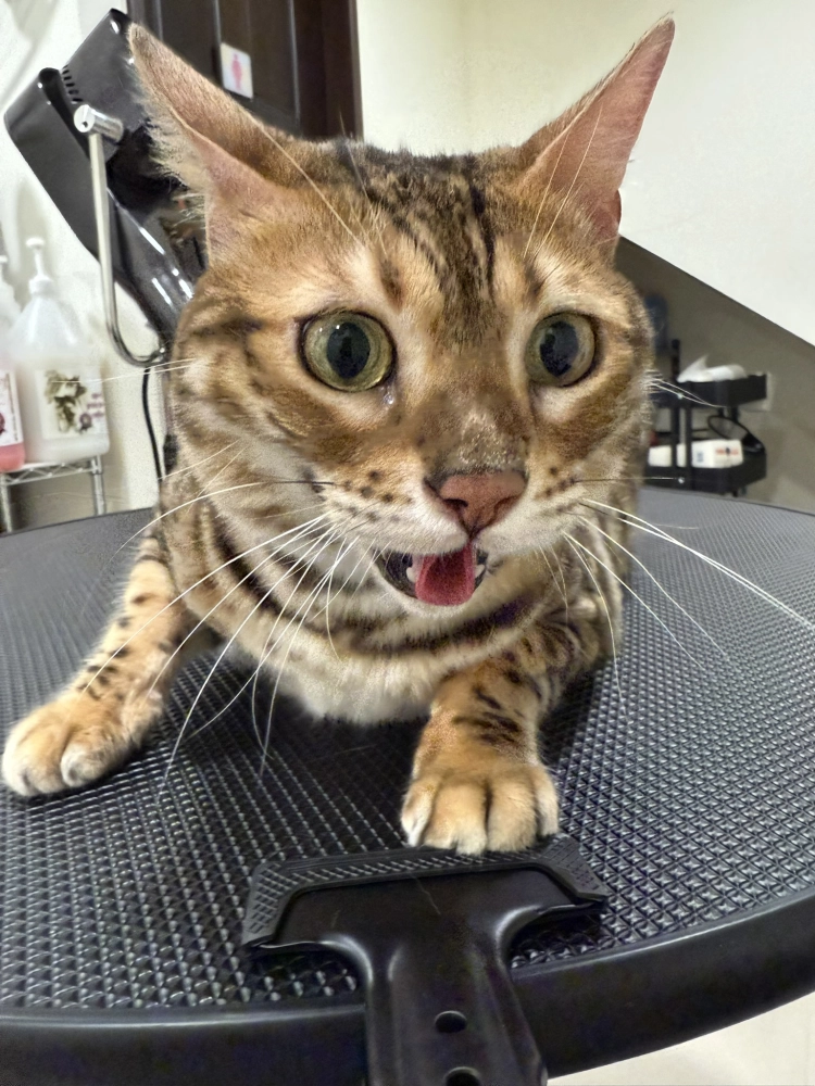 豹仔/孟加拉豹貓