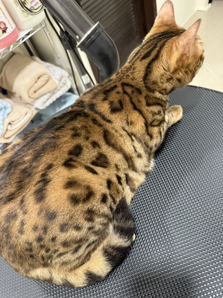 豹仔/孟加拉豹貓