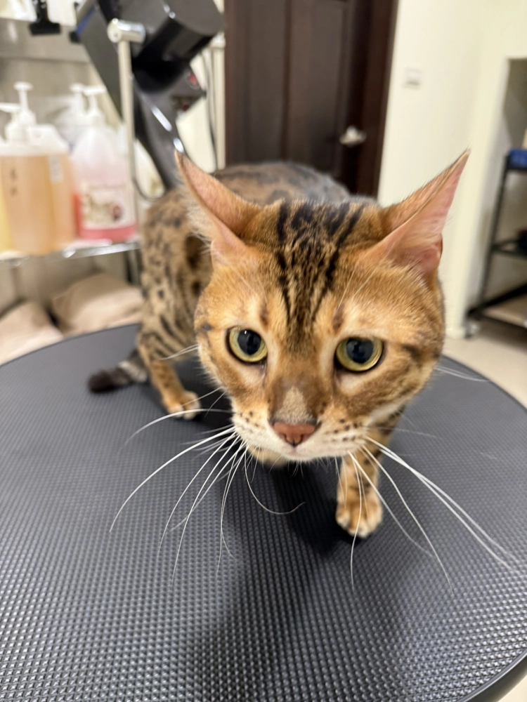 豹仔/孟加拉豹貓