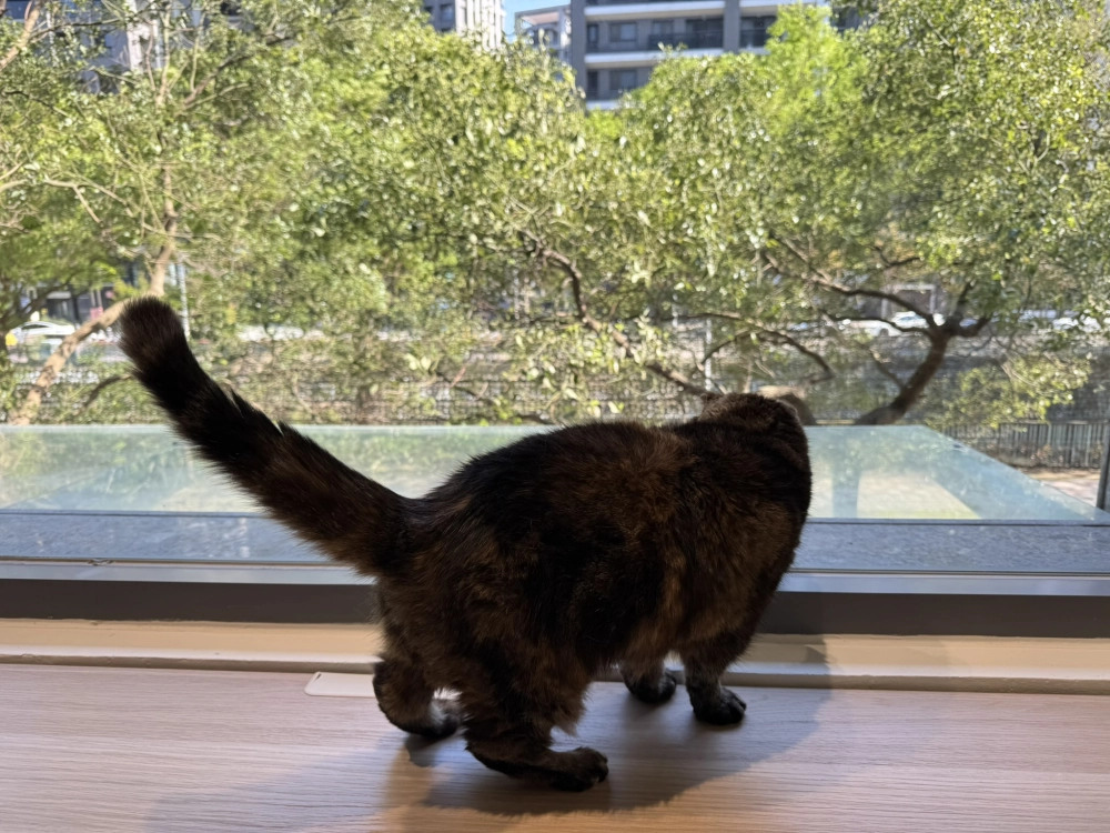 小菲子(摺耳加菲)