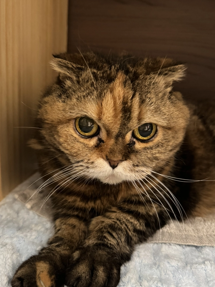 小菲子(摺耳加菲)