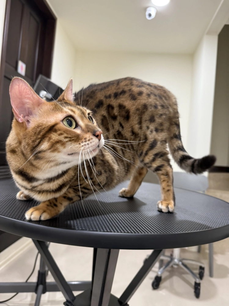 豹仔/孟加拉豹貓