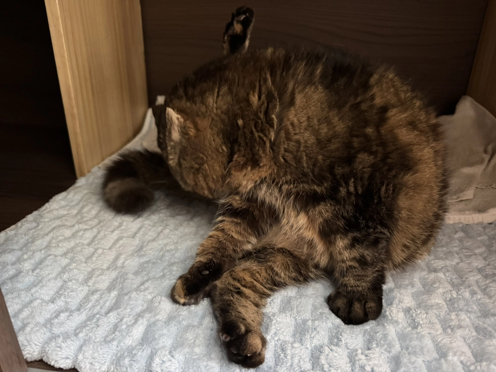 小菲子(摺耳加菲)